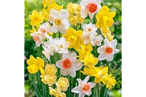 FLORIANA-BULBOSE Bulbos de Flores (10 X Narcisos en mezcla)