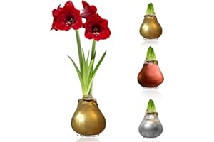 DUTCH BULBS EXCLUSIVE PLANTS FROM HOLLAND Colección de bulbos de amarilis de cera en plata, oro y bronce; 3 bulbos de amaryllis de cera en tamaño grande 28/30; mezcla exclusiva de flores de Holanda; auténtico Hippeastrum