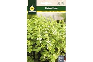 M MASCARELL SEMILLAS DESDE 1920 Mascarell Semillas, ALBAHACA LIMÓN, Semillas de Hierbas Aromáticas para Plantar, Crea tu Propio Huerto en Casa, 1,5 Gramos
