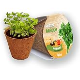 My Little Garden Parsley Seed Growing Set