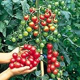 Frutas Seekay Tomate F1 Dulce Million 20 Semillas - Vegetal/Fruta
