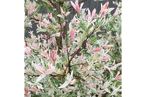 Salix Integra 'Hakuro Nishiki'- Saule du Japon;Saule crevette 40-50 cm en conteneur