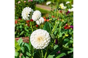 BRKENT Dalias Bulbos De Flores Resistentes Bulbos De Ornamentales Perennes Flores Frescas Dalias Resistentes Plantas En Macetas Plantas De JardíN Decoraciones De JardíN 2 TubéRculos De Dalia (Blanco)