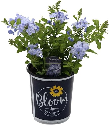 Planta Plumbago (Jazmín Azul) - Maceta 17 Cm - Perenne Y Trepadora - Ideal Para Jardín Y Terraza