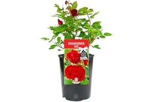 GardenersDream Remember Me Rose Plant in Pot - Beautiful Potted Live Flowering Shurb - Remembrance Gifts for Plant Lovers with Personalised Message - Easy to Care for Red Rose Plants (incl. 17 cm Pot)