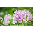 Gachwala Water Hyacinth (Eichhornia crassipes) | Floating Pond Plant | Pond Flower | Koi Pond Plants | Water Plants Live (Pack of 8)