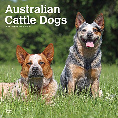 Price comparison product image Australian Cattle Dogs 2019 Calendar