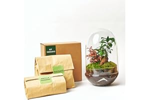 KOKEDAMAS LUCCIANA Kit Terrario Plantas Cristal - Cúpula con Ficus Ginseng y Fittonia | Terrario DIY | Jardin Eterno en Cristal o Ecosistema Cerrado | Ideal para Decoración Hogar (Mediano)