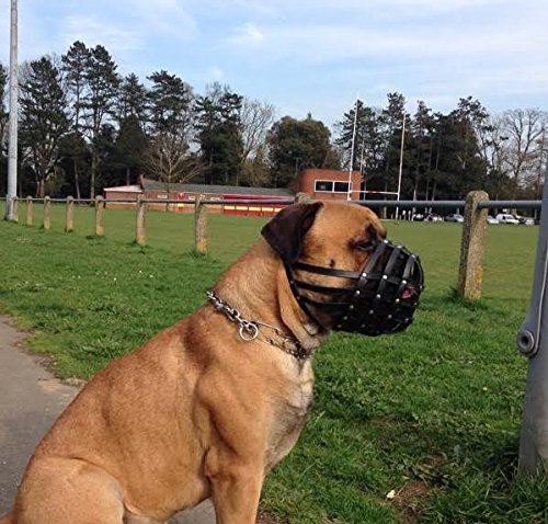 Light-leather-Dog-Muzzle-for-Dogue-de-Bordeaux-and-Bullmastiff-and-Other
