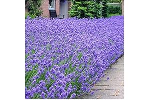 WHIN HILL NURSERIES 6X Lavendula English Dwarf Lavender Fragrant Foliage and Blue Flowers