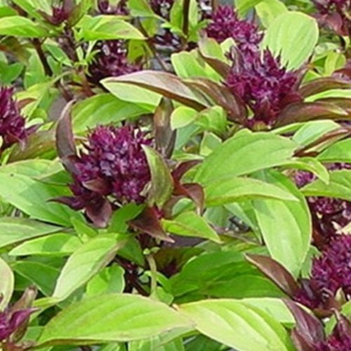 Ocimum basilicum - Thai-Basilikum "Siam-Queen" - 50 Samen