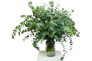 FLORES SOLIDARIAS TRABAJO & VIVIENDA FLORES SOLIDARIAS - Ramos de Flores Naturales Eucalipto - Ramo Fresco de Calidad para Regalo, San Valentín, Día de la Madre, Bodas, Aniversarios, Cumpleaños y Decoración del Hogar