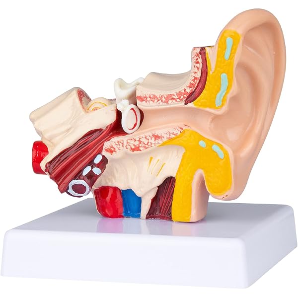 Anatomisches Augenmodell – 6-fach Vergrößert, 16 Cm Groß, Detailliert & Beschriftet Für Unterricht & Studium