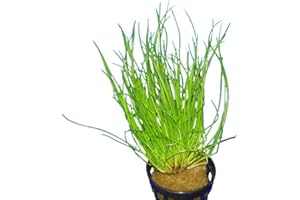 AQUAPLANTS Eleocharis acicularis - Plante pour Aquarium
