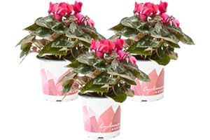 VERDECORA Planta Cyclamen natural - Flor de invierno (Maceta 11cm PACK 3 UNIDADES)