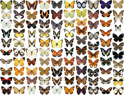 100 x Unmounted Real Dried Butterflies, Collectable Insect Species for Starting your own Entomology Collection Hobby โ A1 Quality Papered Butterfly Specimens