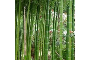 Haloppe 300pcs graines de plantes de bambou pour la plantation de jardin à la maison, graines de bambou Phyllostachys Pubescens jardin cour plante bureau décor à la maison Graines de Bambou