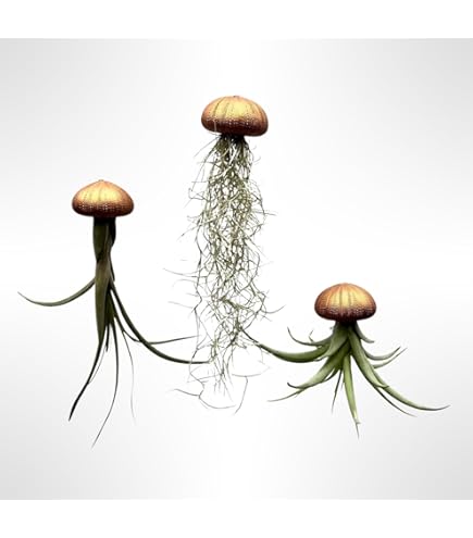 Set van 3 kwallen luchtplanten – glow in the dark epoxy zee egels met Tillandsia (Spaans mos) – handgemaakte hangdecoratie – planten zonder pot – Trendyairplants Set van 3 kwallen luchtplanten – glow in the dark epoxy zee egels met Tillandsia (Spaans mos) – handgemaakte hangdecoratie – planten zonder pot – Trendyairplants