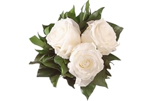 ‎ROSEMARIE SCHULZ HEIDELBERG ROSEMARIE SCHULZ Heidelberg Infinity Blumenstrauß echte konservierte Rosen Lange haltbar bis zu 3 Jahre (3 Rosen, Weiß)