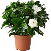 Videolu Efsane Kokulu Hediyelik 1 Adet Gardenya &Ccedil;i&ccedil;eği Saksılı 30-45Cm (Gardenia Flower)