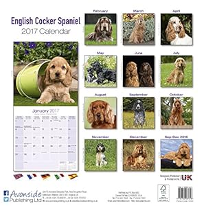 English Cocker Spaniel - Englische Cockerspaniels 2017: Original Avonside-Kalender [Mehrsprachig] [Kalender] (Wall-Kalender)