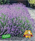 Lavandula angustifolia winterhart