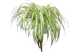 GARDEN MARKET PLACE Indoor Plant -House or Office Plant -Chlorophytum - Indoor Spider Plant