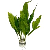 WaterPlants Java, Microsorum Pteropus, perch, hardy, aquatic plants, aquariums