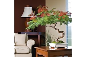 EASY GROW SEEDS Royal Flame Tree Delonix Regia Seeds - 5 Rare Seeds for Indoor Bonsai Houseplant
