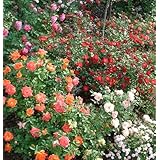 Bodendeckerrosen - Wählen Sie Ihre Wunschrose