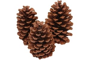 BLAUSKY 6 piñas de pino natural, piñas de pino de Navidad, piñas de alerce, piñas de pino de Navidad, piñas secas para decoración de árbol de Navidad, pino americano L, 15-18 cm