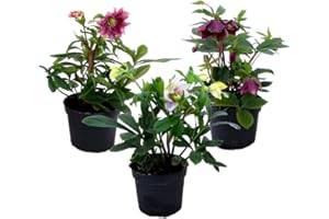 Plant in a Box - Helleborus Orientalis - Mix di 3 - Rose di Natale resistenti - Fiori colorati - Elleboro orientale - Vaso 12cm - Altezza 20-30cm