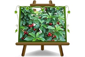 EURO PLANTS VIVAI Ciliegio Nano Ferrovia - Pianta da Frutto su Vaso ø 20 cm - Altezza 150~170 cm - Età 2 Anni