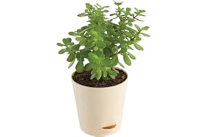 Ugaoo Good Luck Jade Plant with Self Watering Pot