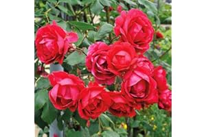 SCHONE Pauls Scarlet Climbing Rose- Enjoy Masses of Glossy, Honey Scented Blooms-an Old Favourite Flower Since 1916- for Your Beautiful Garden
