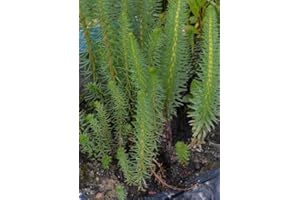 HAUS & GARTEN 12 pezzi di abete Hippuris vulgaris - Piante da stagno, resistente all'inverno, ideale anche per laghetti