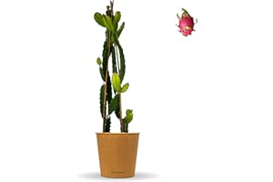 Bloomify® Dragon Fruit Plant "Drago" Red | 80-110 cm High Pitahaya | Easy-Care Pitaya for Tubs or as Indoor Plant | Sweet Fruits and Beautiful Flowers