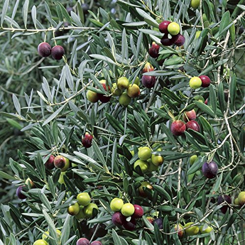 Olivenstrauch, 1 Stck - 2