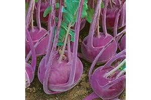 PAGANO DOMENICO E FIGLI SEMENTI DAL 1954 CAVOLO RAPA DI VIENNA VIOLETTO NR.300 SEMI
