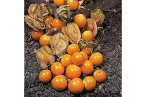 PAGANO DOMENICO E FIGLI SEMENTI DAL 1954 PHYSALIS PERUVIANO NR.50 SEMI