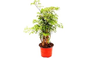 Polyscias fruticosa lättskött inomhusväxt med stam 12 cm kruka