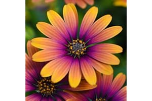 Osteospermum Plug Plants, African Daisy, Summer Flowering Bedding Plants, Gardens & Patios, Low Maintenance, 5 x Osteospermum Purple Sun Posti Plug Plants by Thompson & Morgan (5)