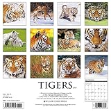 Image de Tigers 2017 Calendar