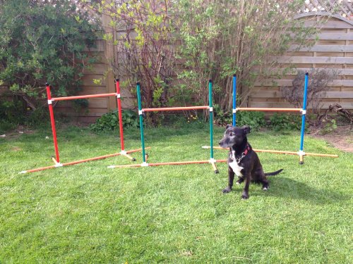 freestanding-colourful-6-dog-agility-weave-poles-which-convert-into-3-dog-agility-training-jumps-due-to-amazons-new-postage-policy-we-can-only-post-this-item-to-mainland-uk-England-Wales-and-Scotland-