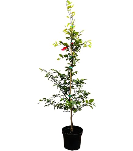 efeutute propagation Propagation Stations – Knotty Traditions