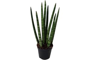 Sansevieria Cylindrica | DECOALIVE | Planta Viva | Planta Natural para Decorar el Hogar
