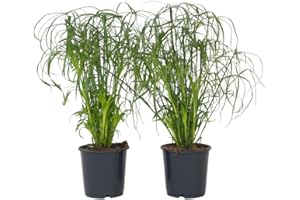 Plant in a Box - Set de 2 Cyperus alternifolius - plantas paraguas - especie de hierba - Maceta 14cm - Altura 40-50cm - plantas de interior