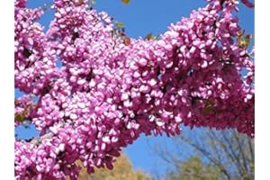 Tree Seeds Online - Cercis Siliquastrum. Judas Tree 25 Seeds - 1 Packs