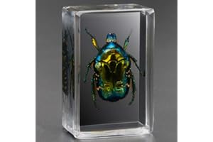 Earnmore Insektenharz，Echtes Insekt Briefbeschwerer Präparation Präparat，Unterrichtender Beobachtungsspielzeug Skorpionsspinnenkäfer des transparenten Harzes kreativen kleinen Dekorationskindergartens