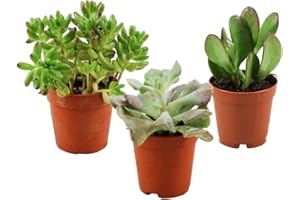 ZynesFlora Succulentes Naturelles en pot de fleurs Ø 5.5 cm - Lot de 3 - Hauteur: 5-10 cm - Mélange de Succulentes Petite Variétés Diverses Plantes Grasses d'Intérieur